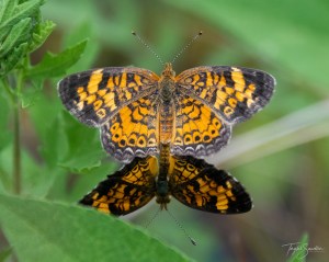 Copyright Taylor Sandlin