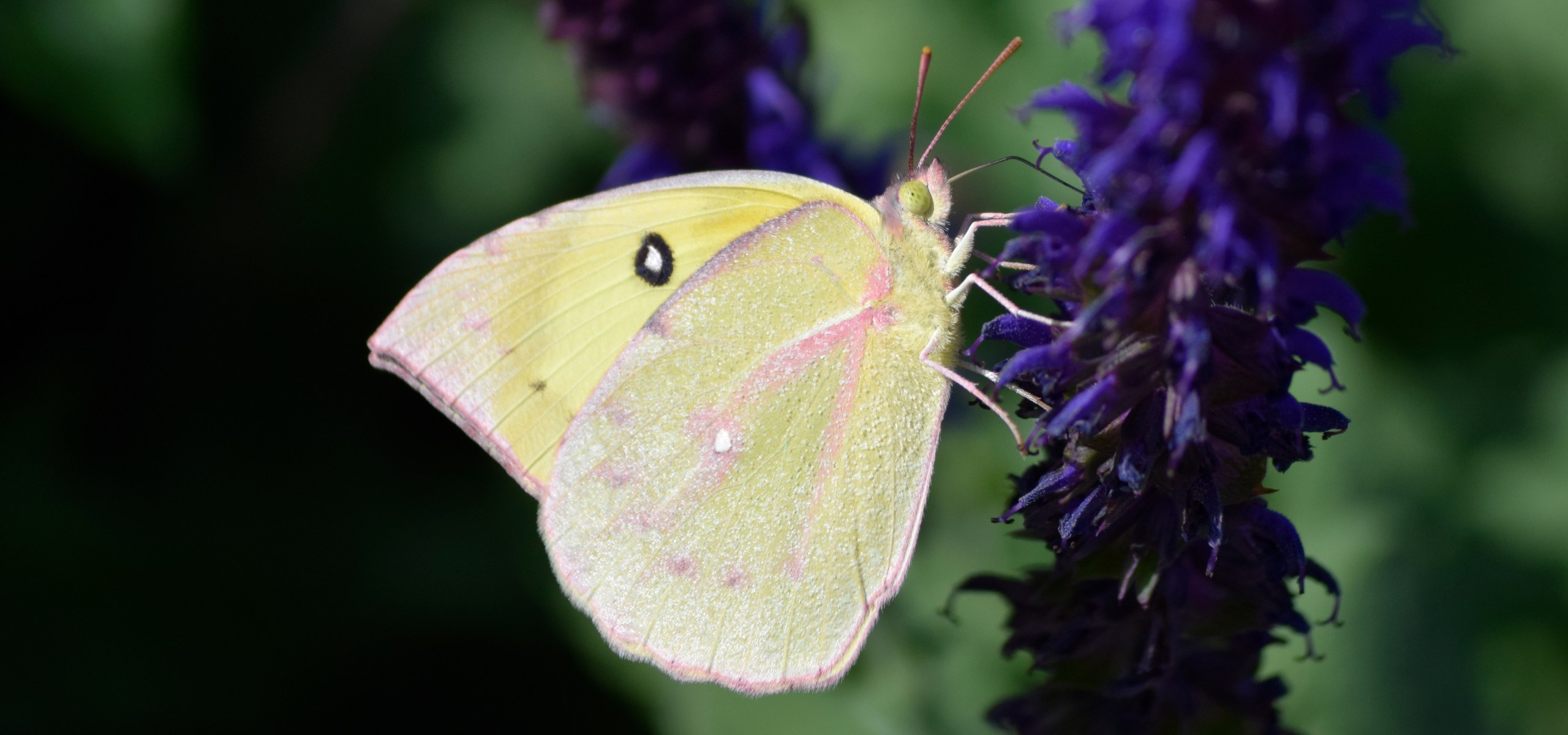 Copyright Taylor Sandlin