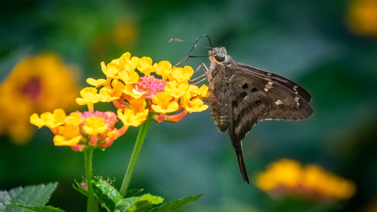 Long-tailed Skipper