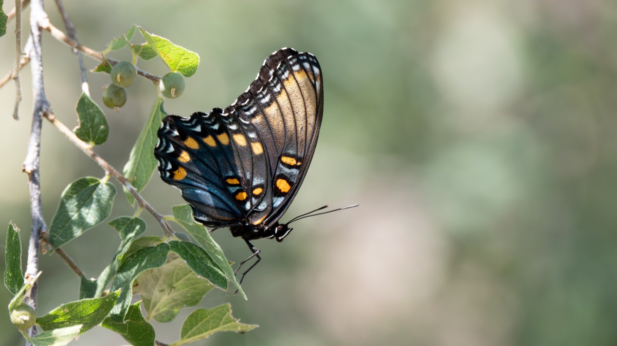 Red-Spotted Purple Admiral