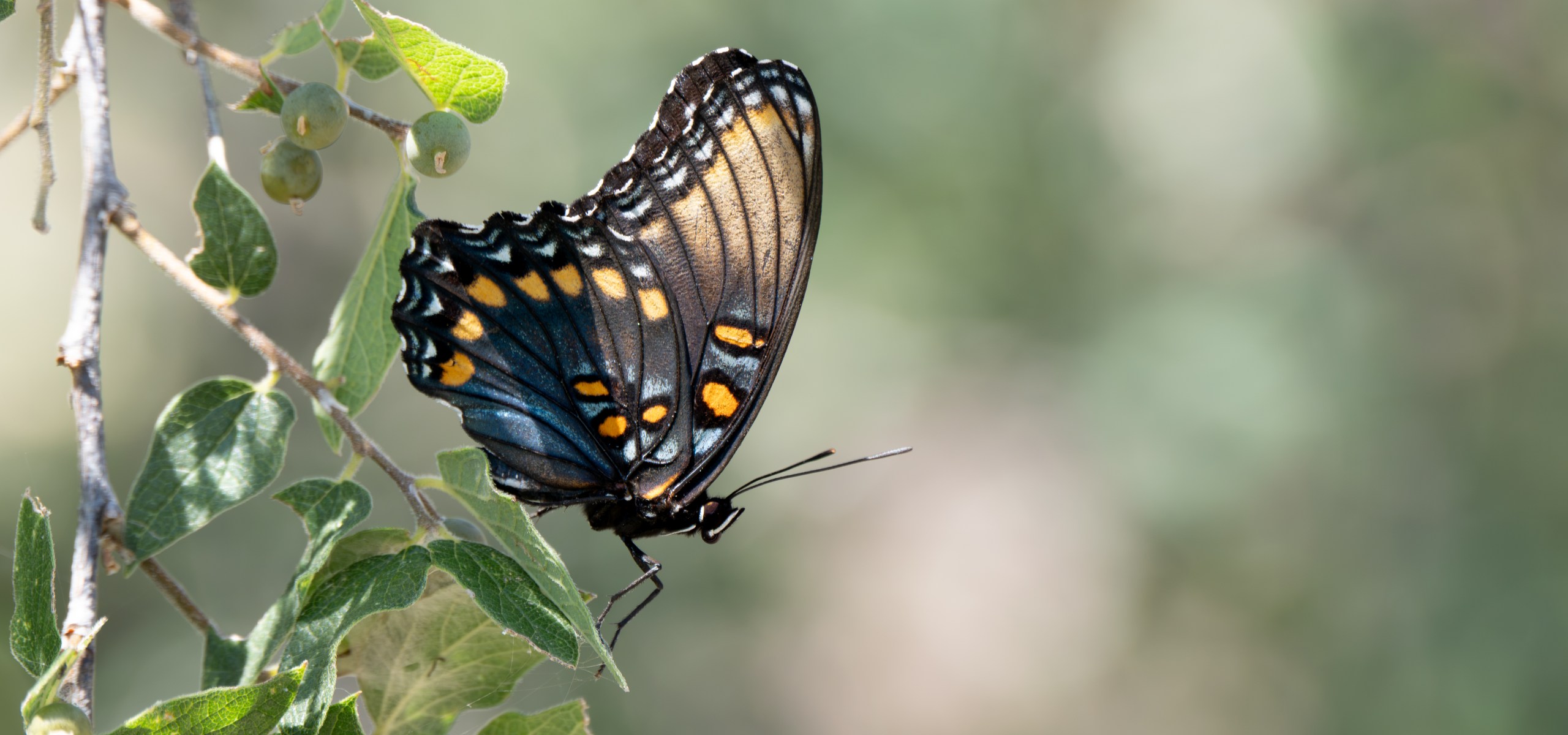 Photo of the Red-Spotted Admiral near Fort Davis, Texas