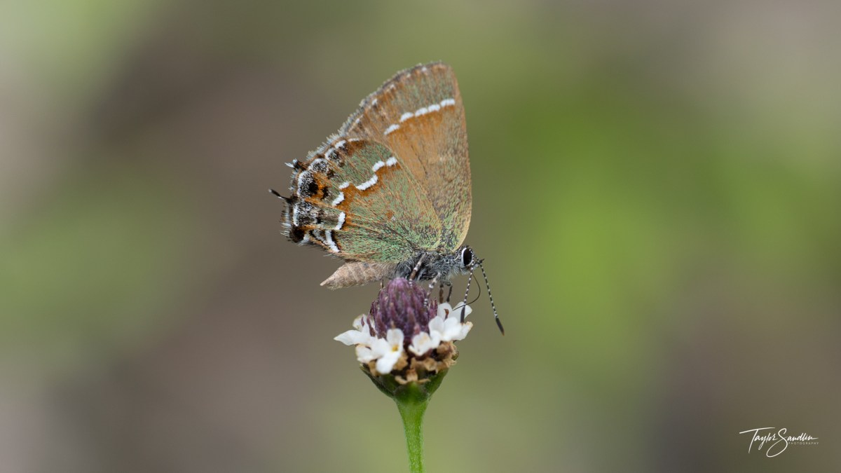 ‘Olive’ Juniper Hairstreak
