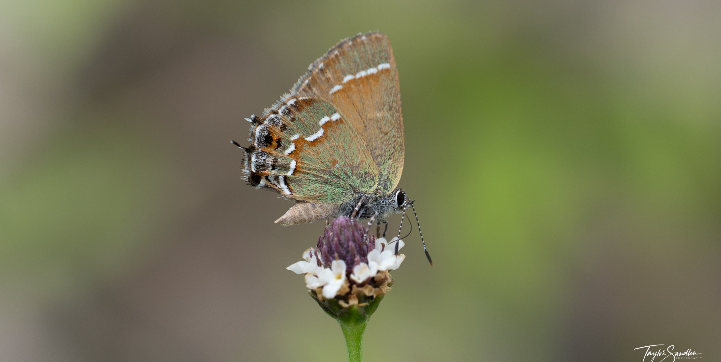 'Olive' Juniperr Hairstreak