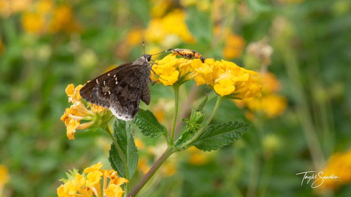 Acacia Skipper