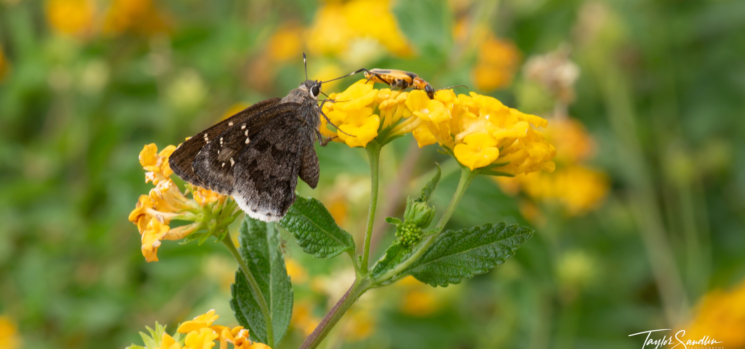 Acacia Skipper