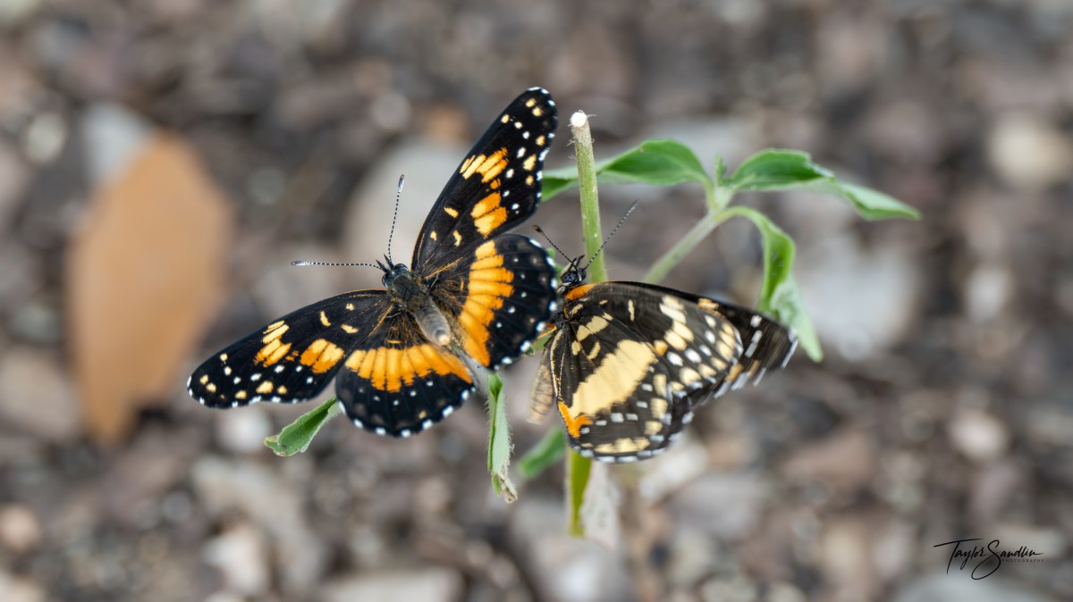 Bordered Patch