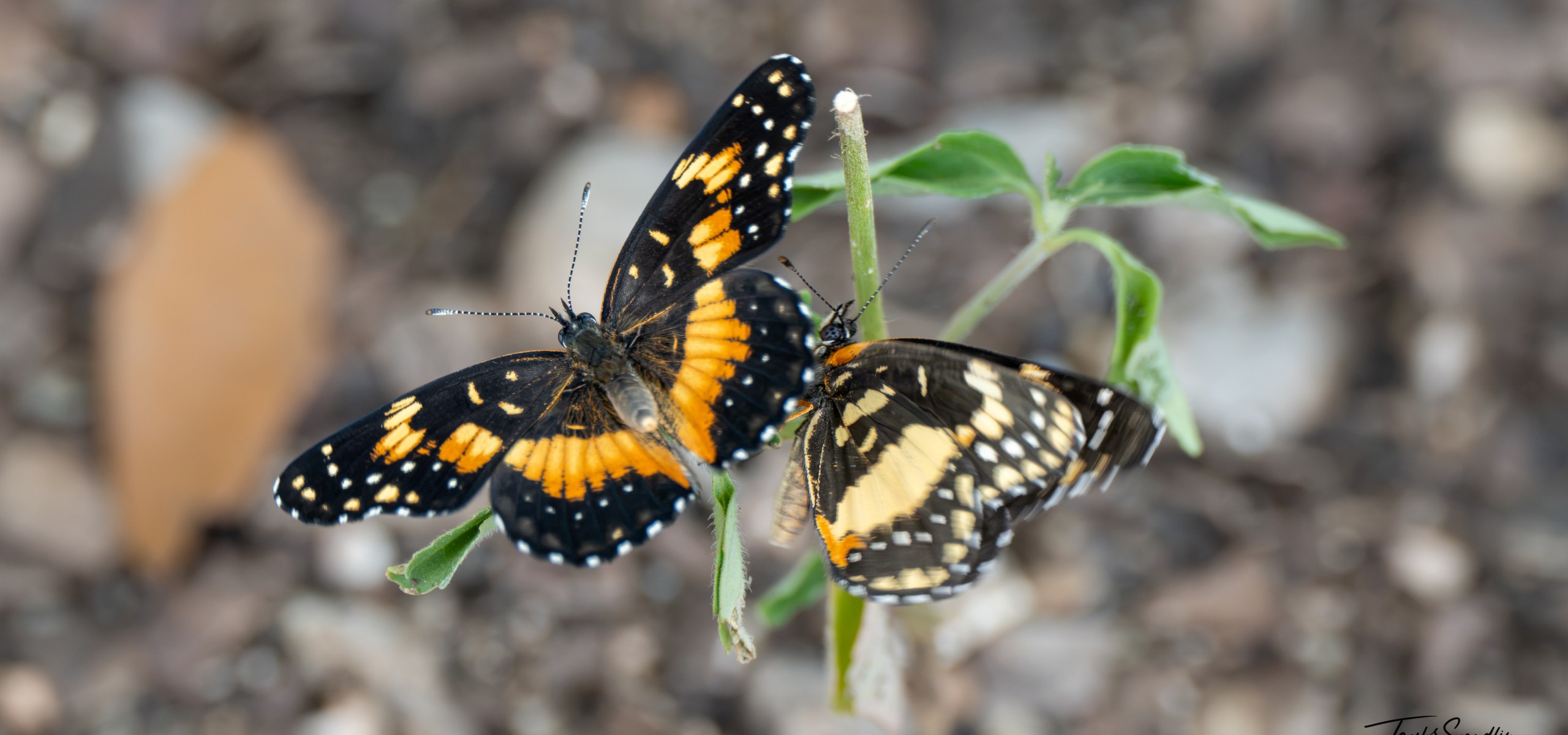 Two Bordered Patches on a small plant